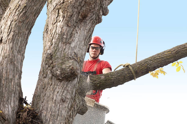 Best Tree and Shrub Care  in Lisbon Falls, ME